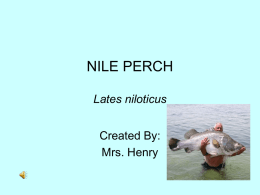 nile perch - superscience216