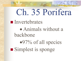 Ch. 35 Porifera