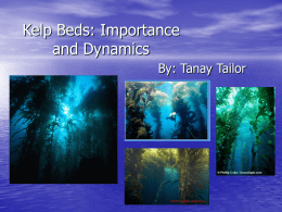 Kelp Beds: Importance and Dynamics By