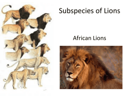 Asiatic Lions