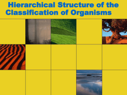 Hierarchical Structure of the Classification of Organisms