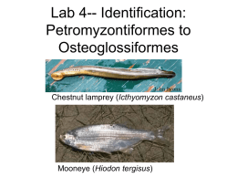 Lecture4_2006-ID-Petromyzontiformes to Osteoglossiformes