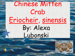 Chinese Mitten Crab the good one