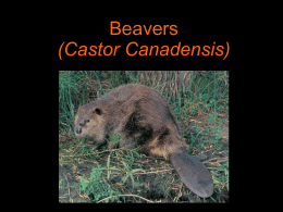 Beavers (Castor Canadensis)