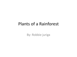 Plants of a Rainforest