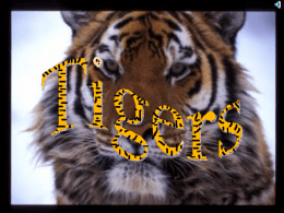 tigers - endangered wild life species