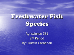 Freshwater Fish Species