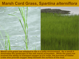 Marsh Cord Grass, Spartina alterniflora Marsh cord grass has