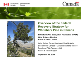 Kella Sadler - Whitebark Pine Ecosystem Foundation