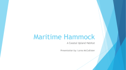 Maritime Hammock - Wildlife Ecology and Conservation