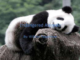 Endangered Species Powerpoint