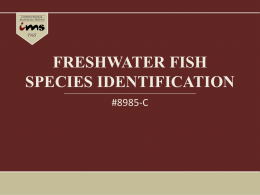 Freshwater Fish Species Identification