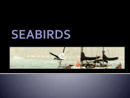 seabirds - S