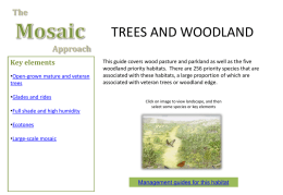 Mosaic Approach - Trees and Woodland