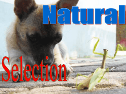 Natural selection lecture 12-12