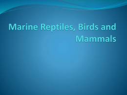 Marine Reptiles, Birds and Mammals