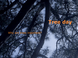 Tree day - WordPress.com