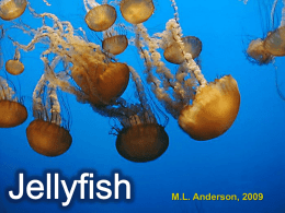 Jellyfishx