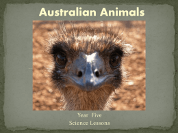 Australian animals - AshandKylieICTInterativeResource