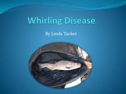 Whirling Disease