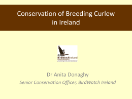 Curlew surveys in the border counties
