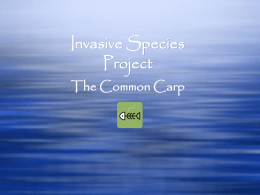 Carp - Invasive Species 101