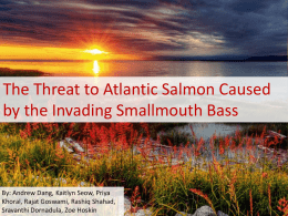 Atlantic Salmon - tfss-g4p