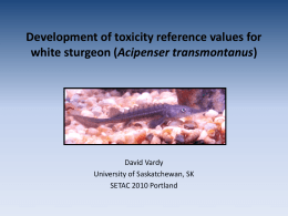Development of toxicity reference values for white sturgeon