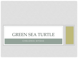 Green sea turtle - Elizabeth Frazier