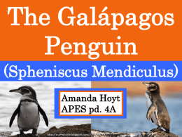 The Galápagos Penguin