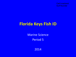 Florida Keys Fish ID Period 5 2014
