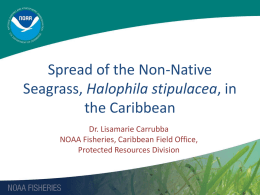 Spread of the Non-Native Seagrass, Halophila stipulacea