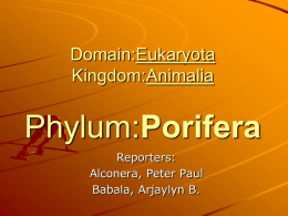 Domain:Eukaryota Kingdom:Animalia Phylum:Porifera