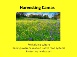 Harvesting Camas