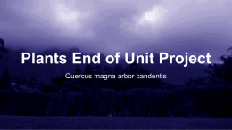 Plants End of Unit Project