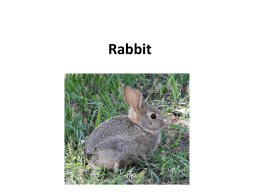 Rabbit - Online Veterinary Anatomy Museum
