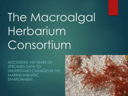 For MEFB 525 - C. D. Neefus - MacroAlgal Herbarium Consortium