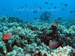 Coral Reef Zonation and Succession