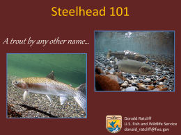 Steelhead 101
