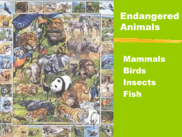 File - Endangered Animals