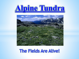 Alpine Tundra Example