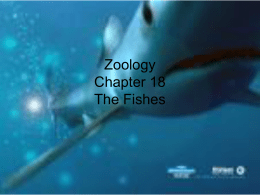 Zoology Chapter 18 The Fishes