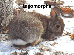 yerke lagomorpha.pps