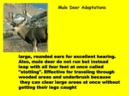 Mule Deer Adaptations large, rounded ears for excellent hearing