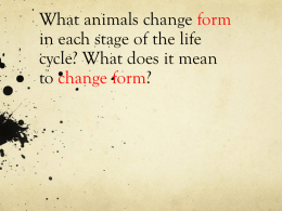 What animals change form in each stage of the life cycle?