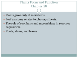 Plants Form and Function Chapter 28