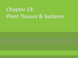 Chapter 23: Plant Tissues & Systems