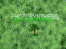 Photosynthesis Power Point