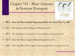 Lecture - Chapter 42 - Stems, Roots, and Leaves