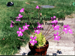 Transport, food storage and gas exchange in flowering plants